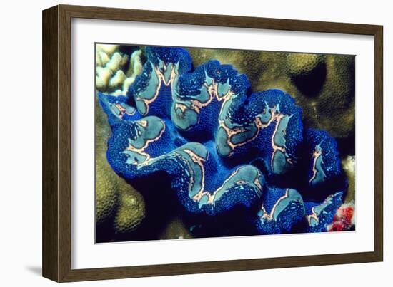 Giant Clam-Georgette Douwma-Framed Photographic Print