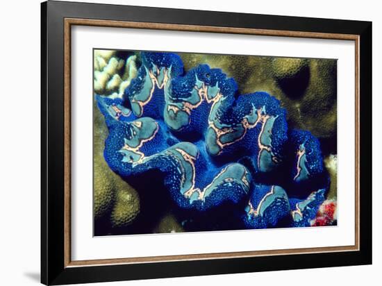 Giant Clam-Georgette Douwma-Framed Photographic Print