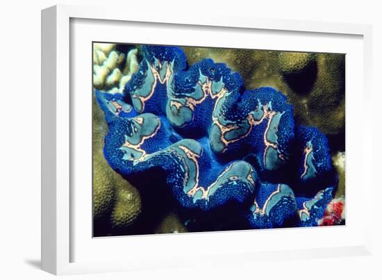 Giant Clam-Georgette Douwma-Framed Photographic Print