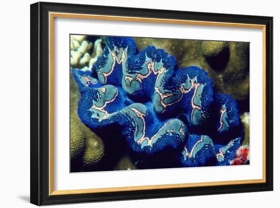 Giant Clam-Georgette Douwma-Framed Photographic Print