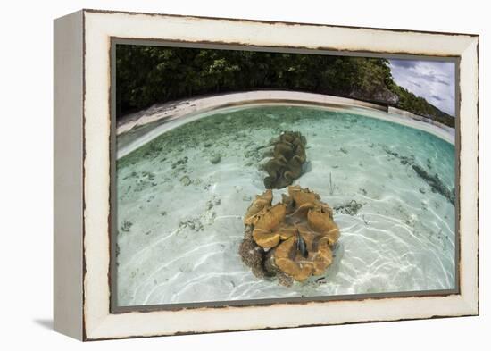 Giant Clams Grow in Shallow Water in Raja Ampat, Indonesia-Stocktrek Images-Framed Premier Image Canvas