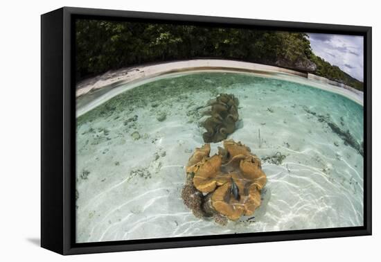 Giant Clams Grow in Shallow Water in Raja Ampat, Indonesia-Stocktrek Images-Framed Premier Image Canvas