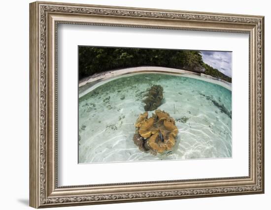 Giant Clams Grow in Shallow Water in Raja Ampat, Indonesia-Stocktrek Images-Framed Photographic Print