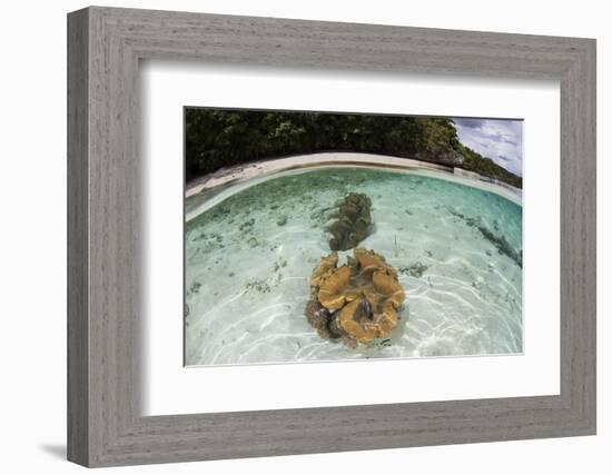 Giant Clams Grow in Shallow Water in Raja Ampat, Indonesia-Stocktrek Images-Framed Photographic Print