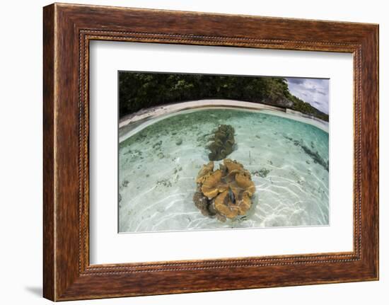 Giant Clams Grow in Shallow Water in Raja Ampat, Indonesia-Stocktrek Images-Framed Photographic Print