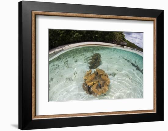 Giant Clams Grow in Shallow Water in Raja Ampat, Indonesia-Stocktrek Images-Framed Photographic Print