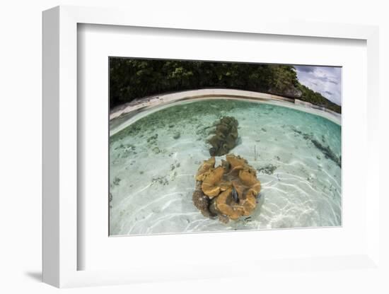 Giant Clams Grow in Shallow Water in Raja Ampat, Indonesia-Stocktrek Images-Framed Photographic Print