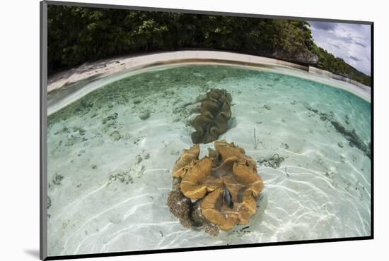 Giant Clams Grow in Shallow Water in Raja Ampat, Indonesia-Stocktrek Images-Mounted Photographic Print