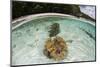 Giant Clams Grow in Shallow Water in Raja Ampat, Indonesia-Stocktrek Images-Mounted Photographic Print