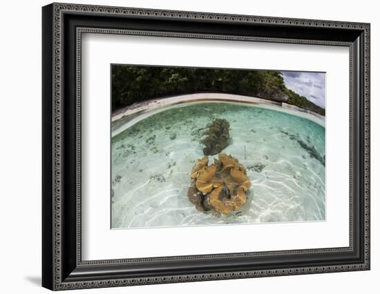 Giant Clams Grow in Shallow Water in Raja Ampat, Indonesia-Stocktrek Images-Framed Photographic Print