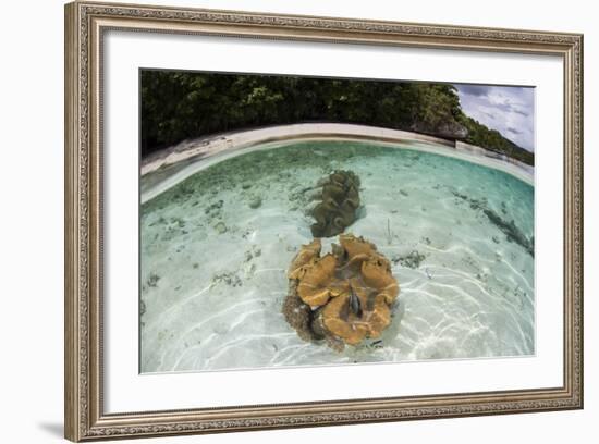 Giant Clams Grow in Shallow Water in Raja Ampat, Indonesia-Stocktrek Images-Framed Photographic Print