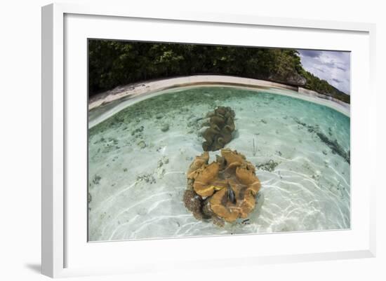 Giant Clams Grow in Shallow Water in Raja Ampat, Indonesia-Stocktrek Images-Framed Photographic Print