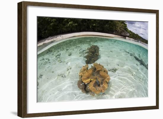 Giant Clams Grow in Shallow Water in Raja Ampat, Indonesia-Stocktrek Images-Framed Photographic Print