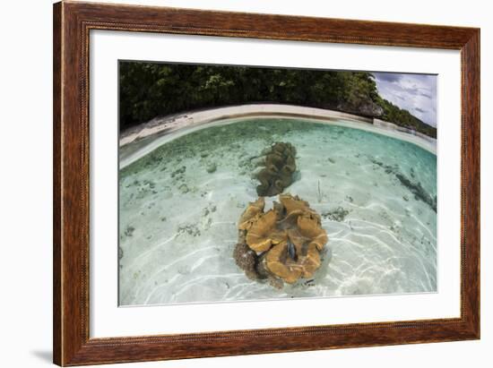 Giant Clams Grow in Shallow Water in Raja Ampat, Indonesia-Stocktrek Images-Framed Photographic Print