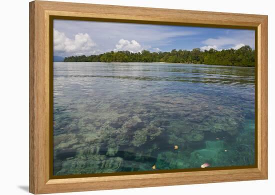 Giant Clams in the Clear Waters of the Marovo Lagoon, Solomon Islands, Pacific-Michael Runkel-Framed Premier Image Canvas