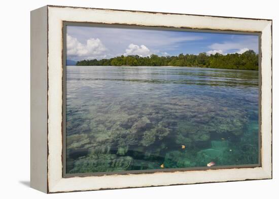 Giant Clams in the Clear Waters of the Marovo Lagoon, Solomon Islands, Pacific-Michael Runkel-Framed Premier Image Canvas