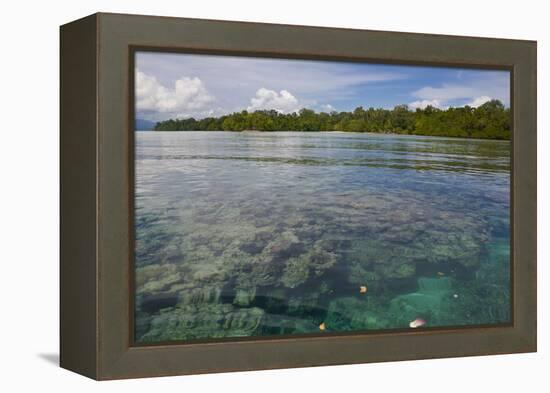 Giant Clams in the Clear Waters of the Marovo Lagoon, Solomon Islands, Pacific-Michael Runkel-Framed Premier Image Canvas