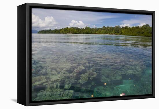 Giant Clams in the Clear Waters of the Marovo Lagoon, Solomon Islands, Pacific-Michael Runkel-Framed Premier Image Canvas