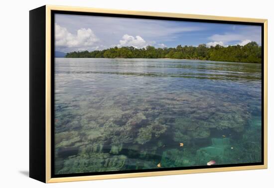 Giant Clams in the Clear Waters of the Marovo Lagoon, Solomon Islands, Pacific-Michael Runkel-Framed Premier Image Canvas