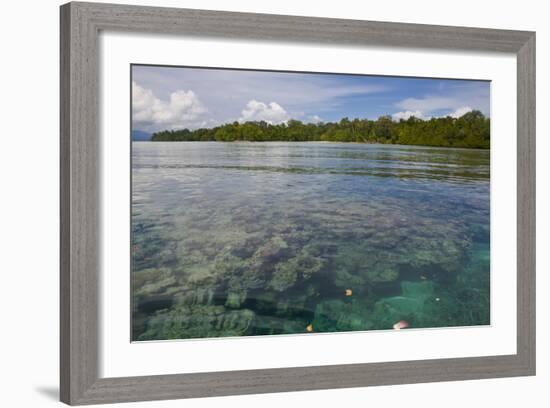 Giant Clams in the Clear Waters of the Marovo Lagoon, Solomon Islands, Pacific-Michael Runkel-Framed Photographic Print