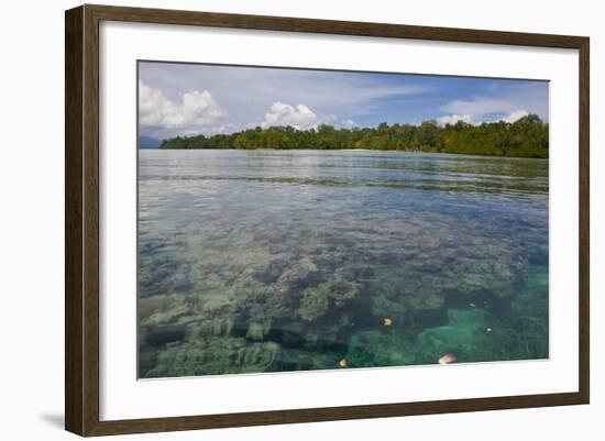 Giant Clams in the Clear Waters of the Marovo Lagoon, Solomon Islands, Pacific-Michael Runkel-Framed Photographic Print