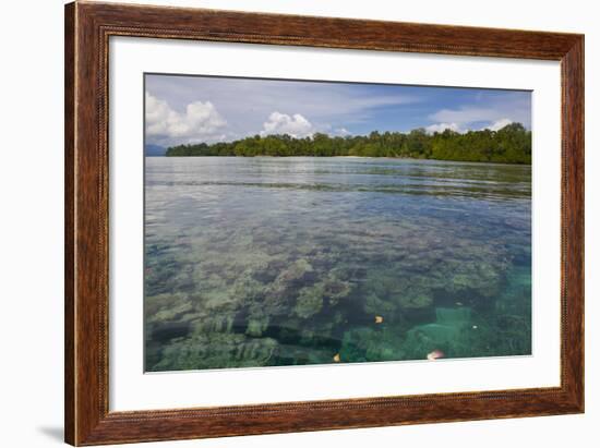 Giant Clams in the Clear Waters of the Marovo Lagoon, Solomon Islands, Pacific-Michael Runkel-Framed Photographic Print