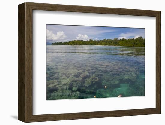 Giant Clams in the Clear Waters of the Marovo Lagoon, Solomon Islands, Pacific-Michael Runkel-Framed Photographic Print