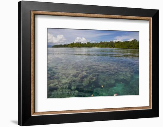 Giant Clams in the Clear Waters of the Marovo Lagoon, Solomon Islands, Pacific-Michael Runkel-Framed Photographic Print