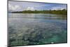 Giant Clams in the Clear Waters of the Marovo Lagoon, Solomon Islands, Pacific-Michael Runkel-Mounted Photographic Print