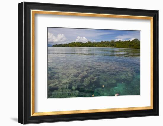Giant Clams in the Clear Waters of the Marovo Lagoon, Solomon Islands, Pacific-Michael Runkel-Framed Photographic Print