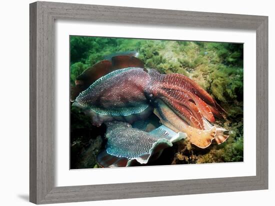 Giant Cuttlefish Males Fighting-Georgette Douwma-Framed Photographic Print