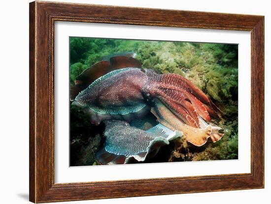 Giant Cuttlefish Males Fighting-Georgette Douwma-Framed Photographic Print