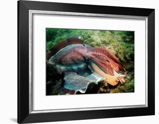 Giant Cuttlefish Males Fighting-Georgette Douwma-Framed Photographic Print