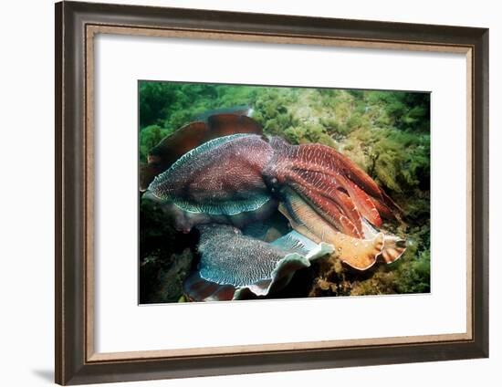 Giant Cuttlefish Males Fighting-Georgette Douwma-Framed Photographic Print