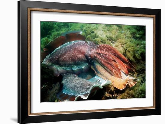 Giant Cuttlefish Males Fighting-Georgette Douwma-Framed Photographic Print