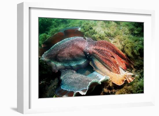 Giant Cuttlefish Males Fighting-Georgette Douwma-Framed Photographic Print