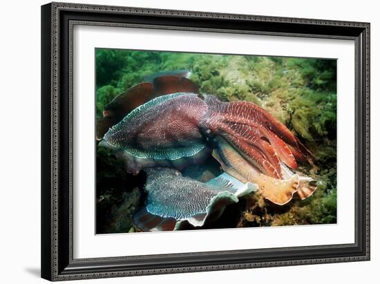 Giant Cuttlefish Males Fighting-Georgette Douwma-Framed Photographic Print