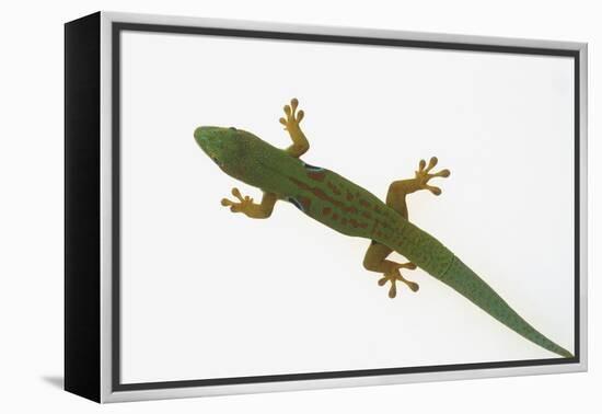 Giant Day Gecko-DLILLC-Framed Premier Image Canvas