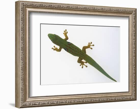 Giant Day Gecko-DLILLC-Framed Photographic Print