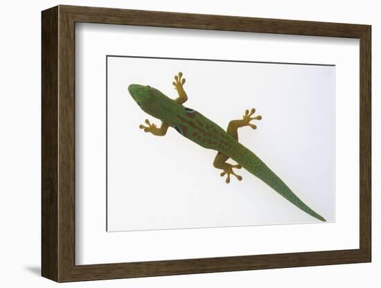 Giant Day Gecko-DLILLC-Framed Photographic Print