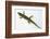 Giant Day Gecko-DLILLC-Framed Photographic Print