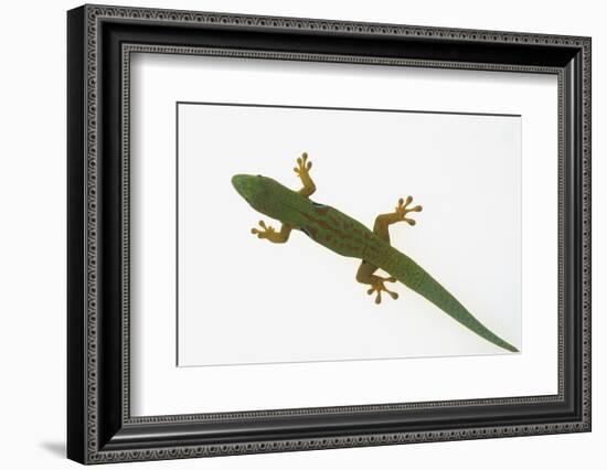 Giant Day Gecko-DLILLC-Framed Photographic Print