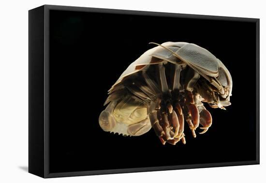 Giant Deepsea Isopod (Bathynomus Giganteus) Specimen From The South Atlantic Ocean-Solvin Zankl-Framed Premier Image Canvas