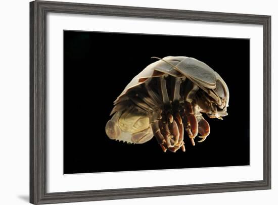 Giant Deepsea Isopod (Bathynomus Giganteus) Specimen From The South Atlantic Ocean-Solvin Zankl-Framed Photographic Print