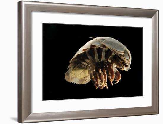 Giant Deepsea Isopod (Bathynomus Giganteus) Specimen From The South Atlantic Ocean-Solvin Zankl-Framed Photographic Print