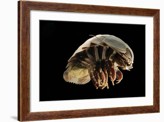 Giant Deepsea Isopod (Bathynomus Giganteus) Specimen From The South Atlantic Ocean-Solvin Zankl-Framed Photographic Print