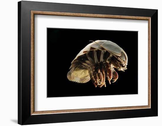 Giant Deepsea Isopod (Bathynomus Giganteus) Specimen From The South Atlantic Ocean-Solvin Zankl-Framed Photographic Print