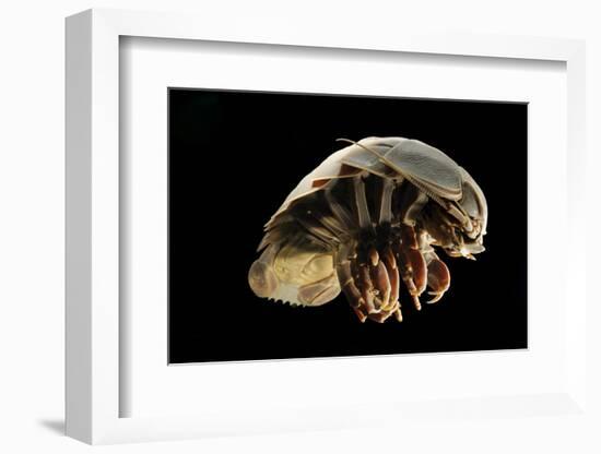 Giant Deepsea Isopod (Bathynomus Giganteus) Specimen From The South Atlantic Ocean-Solvin Zankl-Framed Photographic Print