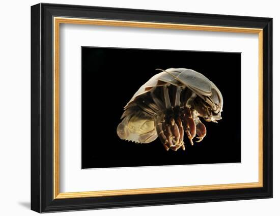 Giant Deepsea Isopod (Bathynomus Giganteus) Specimen From The South Atlantic Ocean-Solvin Zankl-Framed Photographic Print