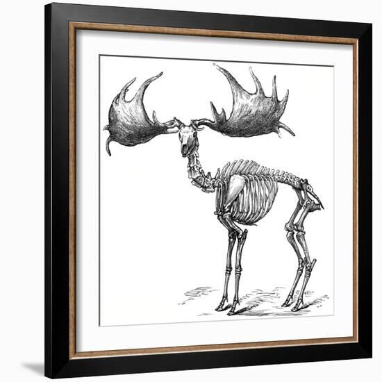 Giant Deer, 19th Century Artwork-Science Photo Library-Framed Photographic Print